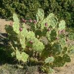 Opuntia stricta 果実