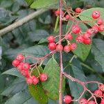 Cotoneaster glaucophyllus Vrucht