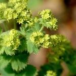 Alchemilla mollis Diğer