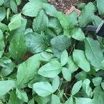 Kennedia nigricans Φύλλο