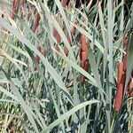 Typha latifolia Blatt