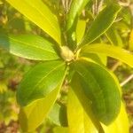 Rhododendron minus Leaf