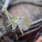 Rhipidoglossum pulchellum Flower