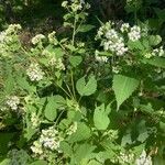 Ageratina altissimaLevél