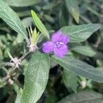 Ruellia humilis Flor