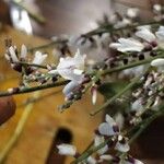 Retama monosperma Flower