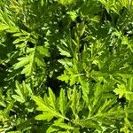 Artemisia princeps Листок