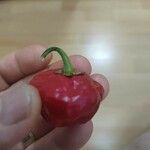 Capsicum chinense Fruto