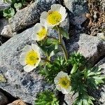 Ranunculus glacialis Žiedas