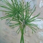 Cyperus prolifer Kwiat