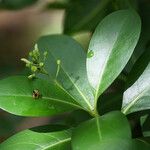 Erithalis fruticosa Flower