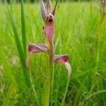 Serapias lingua Flor
