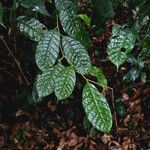 Lithocarpus conocarpus List