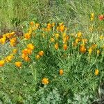 Eschscholzia caespitosa Hàbitat