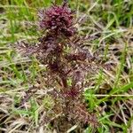 Pedicularis palustris ഇല