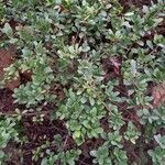 Ilex crenata অভ্যাস