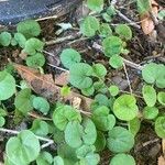 Dichondra carolinensis Feuille