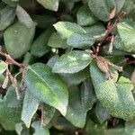 Elaeagnus macrophylla List