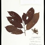 Iryanthera elliptica Blatt