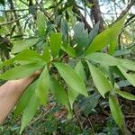 Nectandra angustifolia Листок