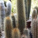 Pilosocereus chrysostele Hábito