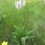 Plantago maxima Habit