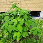 Hydrangea aspera Habit