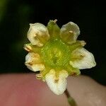 Saxifraga moschata Blodyn