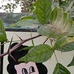 Aegle marmelos Hoja