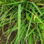 Hemerocallis minor Leaf