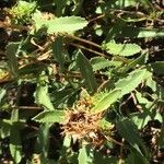 Grindelia integrifolia Leaf