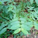 Canthium oligocarpum Delienn