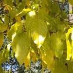 Combretum kraussii Leaf