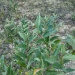 Elaeagnus multiflora Blad