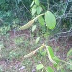 Mendoncia hoffmannseggiana Leaf