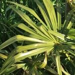 Livistona australis Likasa
