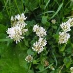 Trifolium pallescens Flor