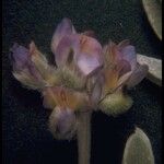 Lupinus tidestromii Flower