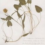 Phyteuma charmelii Hábito