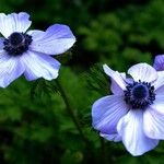 Anemone coronaria Kvet