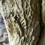 Buxus harlandii 樹皮