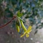 Ribes aureum Blomma