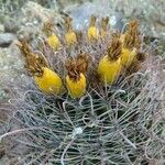 Ferocactus cylindraceus Frutto