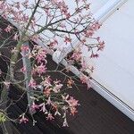 Ceiba speciosa Fleur