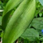 Scilla luciliae Leaf