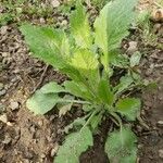 Erigeron annuus Συνήθη χαρακτηριστικά