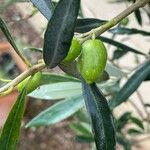 Olea europaea Leaf