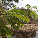 Dalbergia afzeliana Hoja