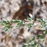 Frankenia corymbosa Hoja