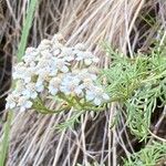 Achillea chamaemelifolia Цвят